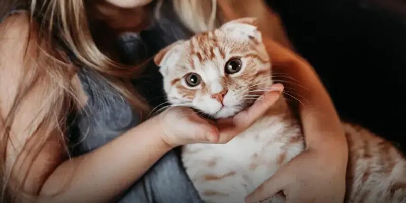20 Nomes Criativos para Gatos Machos que Você Vai Amar