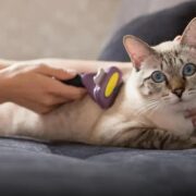 6 Surpresas que o Catnip Revela Sobre os Gatos