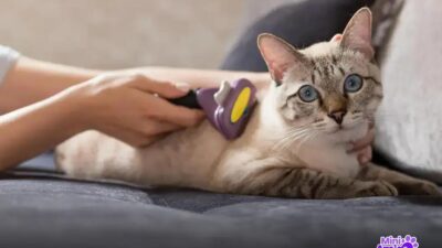 6 Surpresas que o Catnip Revela Sobre os Gatos