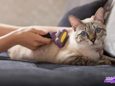 6 Surpresas que o Catnip Revela Sobre os Gatos