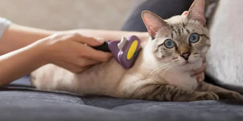 6 Surpresas que o Catnip Revela Sobre os Gatos