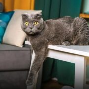 7 Fatos Curiosos Sobre o Gato de Botas que Você Não Sabia