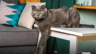 7 Fatos Curiosos Sobre o Gato de Botas que Você Não Sabia