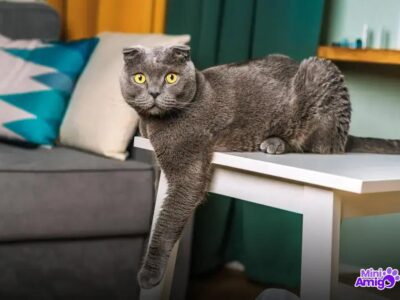7 Fatos Curiosos Sobre o Gato de Botas que Você Não Sabia