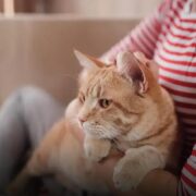 7 Tipos de Arranhador de Gato que Seu Felino Vai Amar