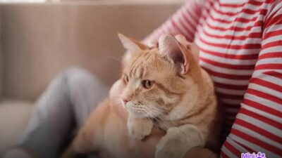 7 Tipos de Arranhador de Gato que Seu Felino Vai Amar
