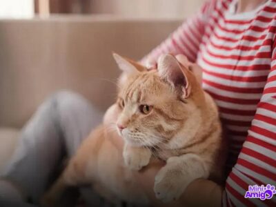 7 Tipos de Arranhador de Gato que Seu Felino Vai Amar
