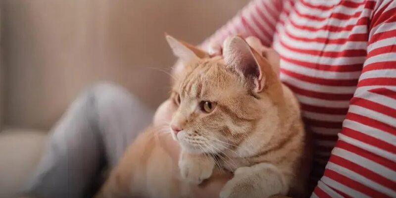 7 Tipos de Arranhador de Gato que Seu Felino Vai Amar
