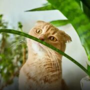 8 Fatos Surpreendentes sobre o Gato Gigante Raça