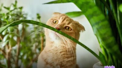 8 Fatos Surpreendentes sobre o Gato Gigante Raça