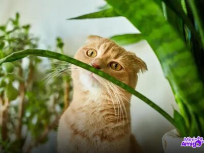 8 Fatos Surpreendentes sobre o Gato Gigante Raça