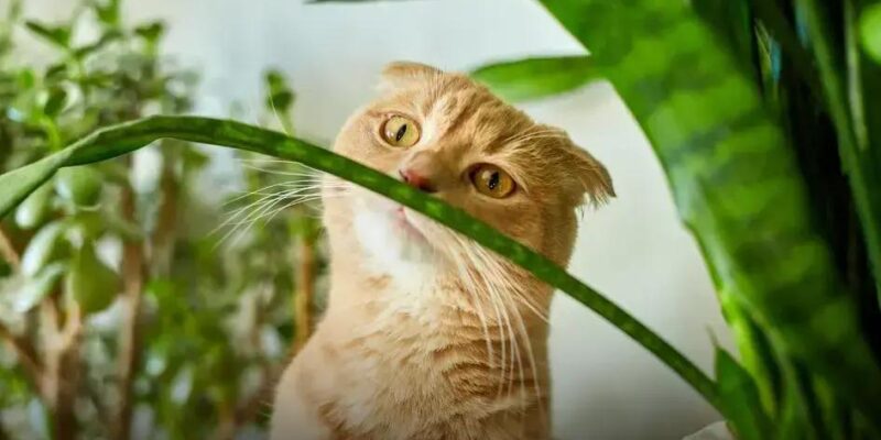 8 Fatos Surpreendentes sobre o Gato Gigante Raça