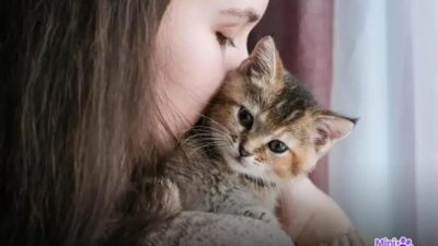 8 Sintomas Cruciais da Doença do Gato que Você Precisa Conhecer