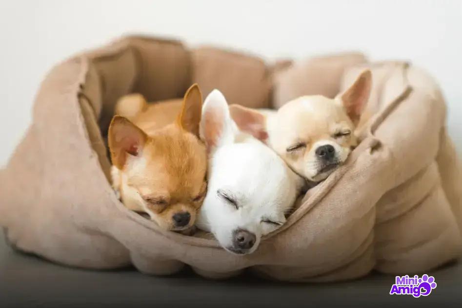 A relação entre humanos e cães na história A relação entre humanos e cães na história