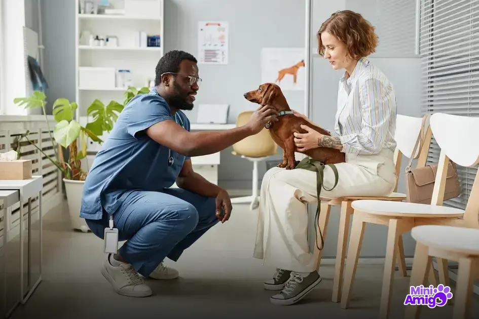 Alimentação adequada para cachorros saudáveis Alimentação adequada para cachorros saudáveis