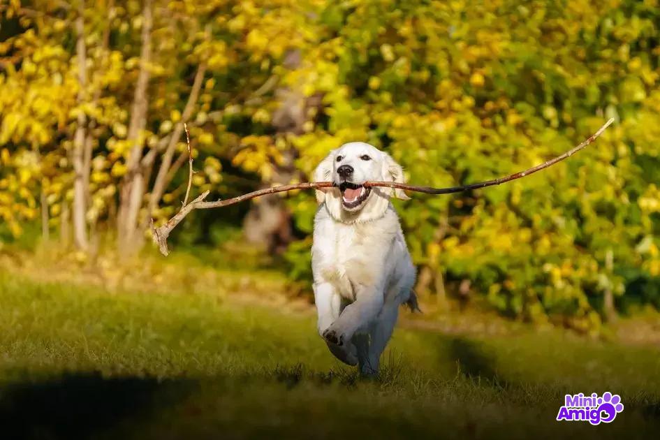 As 5 raças mais brincalhonas do mundo As 5 raças mais brincalhonas do mundo