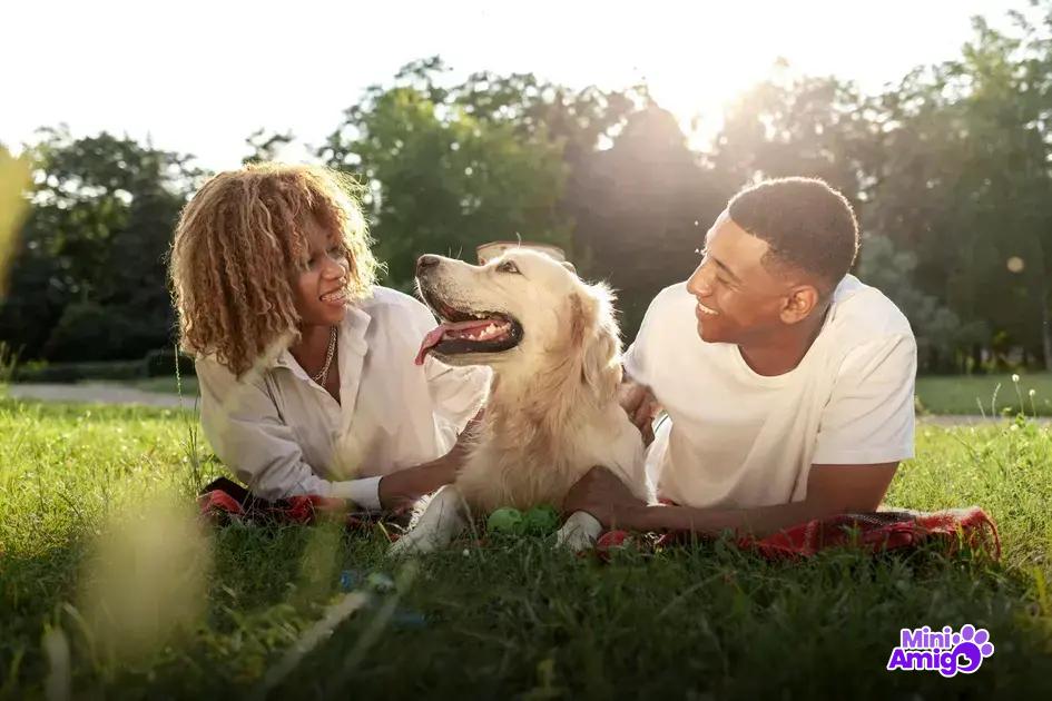 As raças de cachorro mais dóceis As raças de cachorro mais dóceis