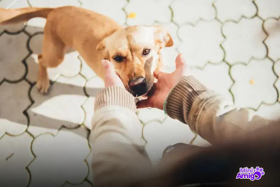 As raças de cachorro mais obedientes do mundo As raças de cachorro mais obedientes do mundo