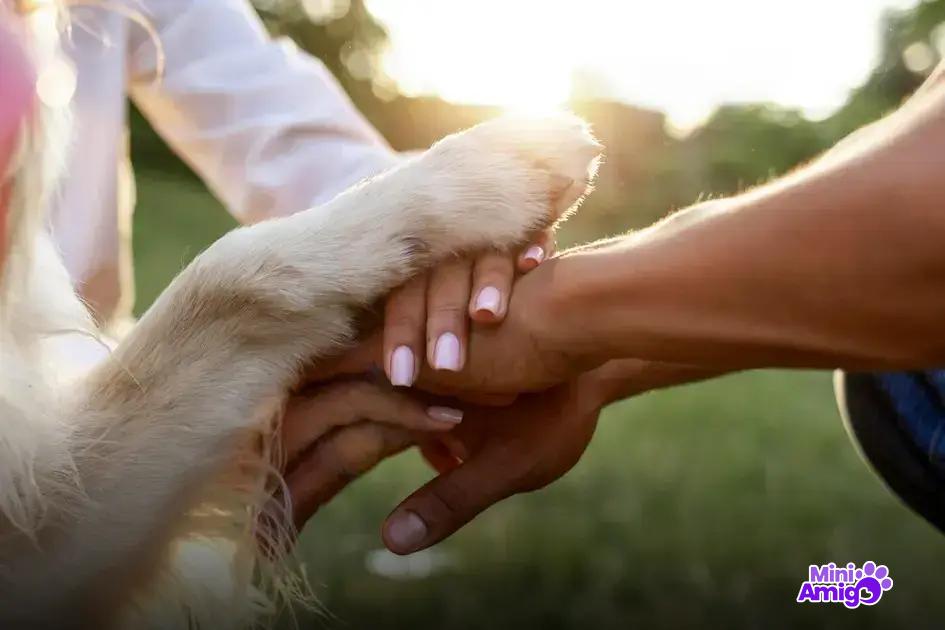 Cães de trabalho e suas habilidades