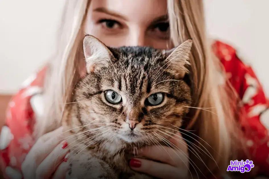 Características do gato gigante