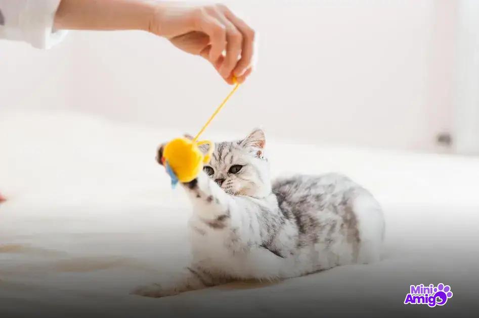 Curiosidades Engraçadas Sobre o Gato de Botas