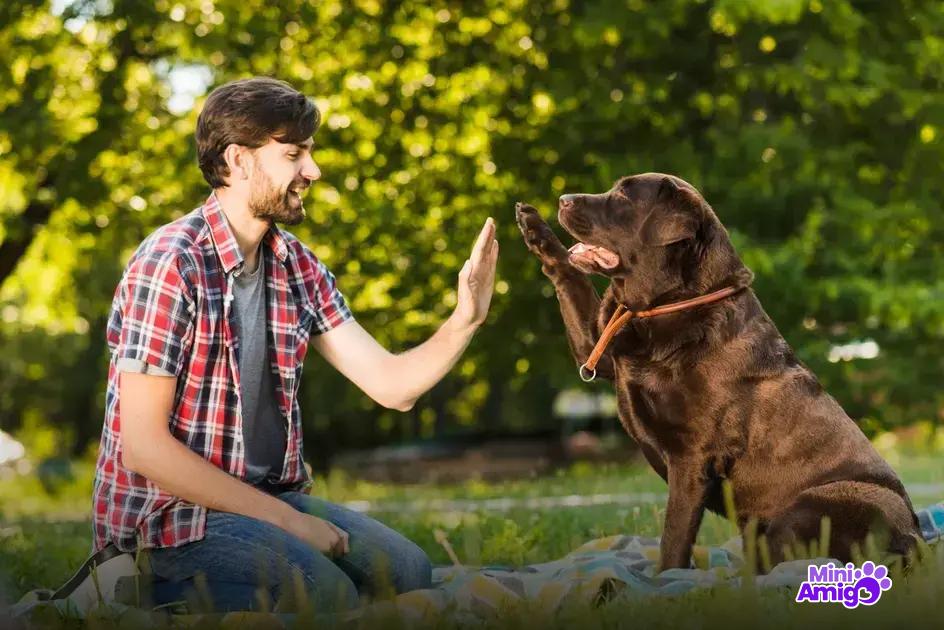 Dicas de treinamento para obediência