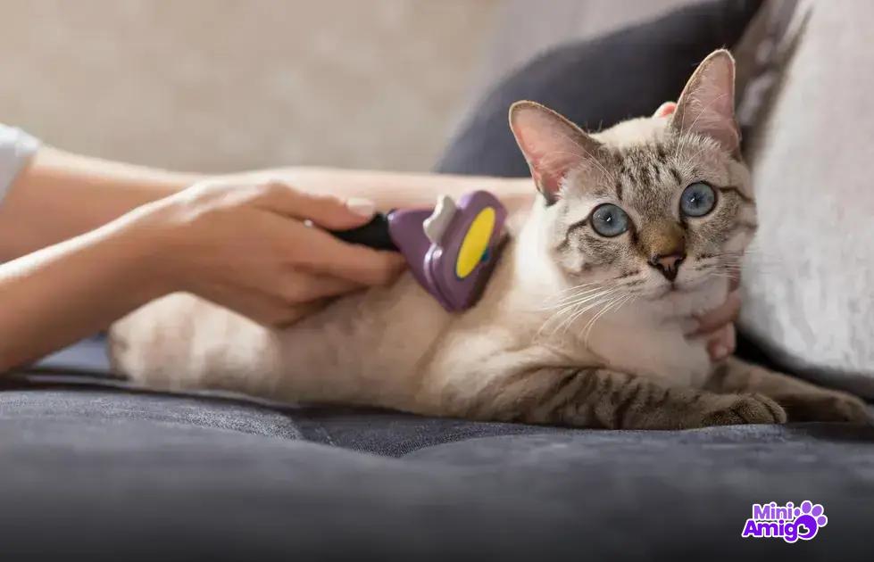 Dicas para usar catnip