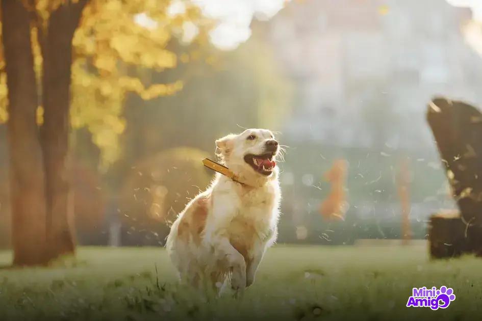 Fatores que afetam a saúde canina Fatores que afetam a saúde canina
