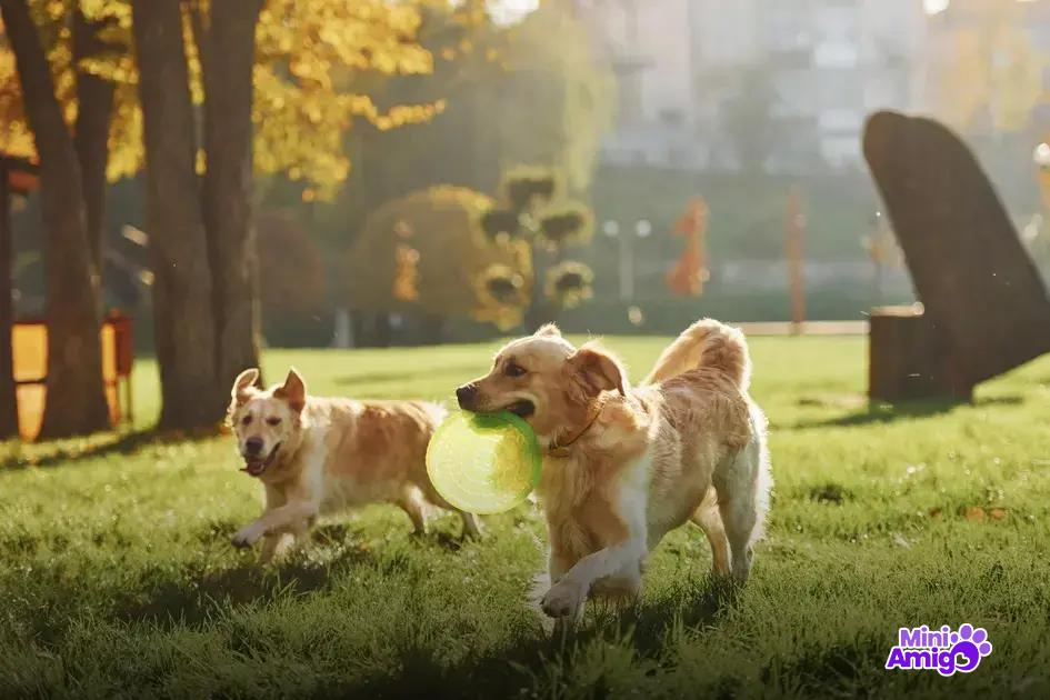 Fatores que influenciam o preço dos cachorros Fatores que influenciam o preço dos cachorros