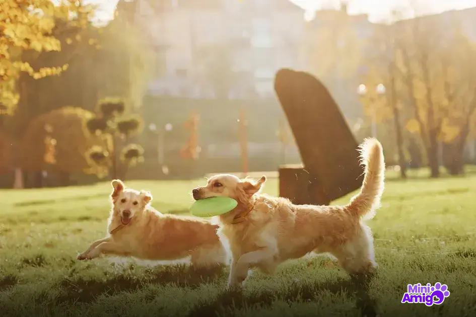 Histórias de cães que salvaram seus donos Histórias de cães que salvaram seus donos