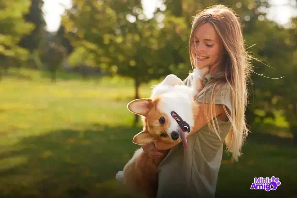 Impacto da energia na bagunça dos cães