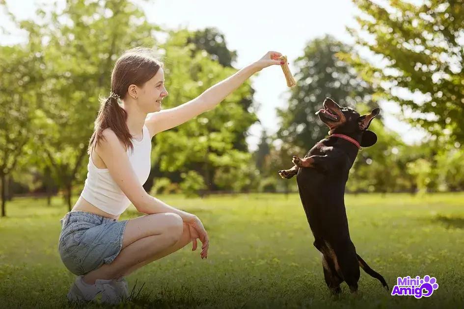 Inteligência canina e habilidades de treinamento Inteligência canina e habilidades de treinamento