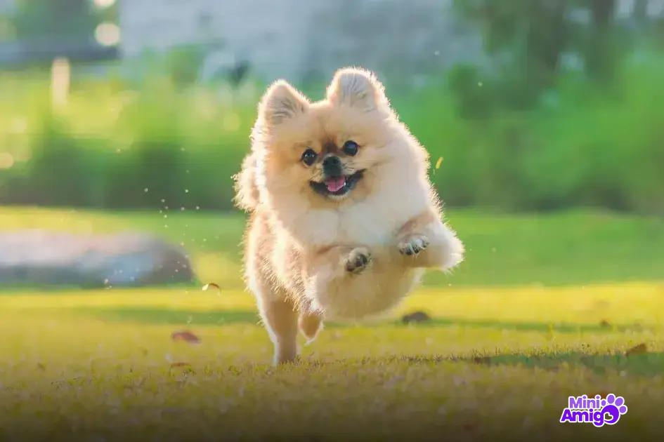 Mitos sobre a obediência canina Mitos sobre a obediência canina