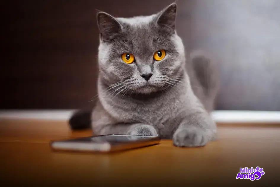 Nomes Clássicos para Gatos Machos Nomes Clássicos para Gatos Machos