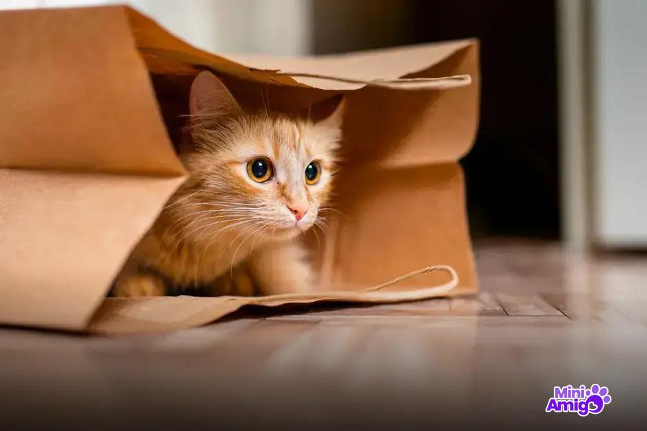 Nomes Engraçados para Gatos Machos Nomes Engraçados para Gatos Machos