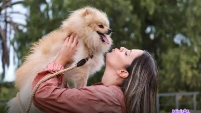 O que Fazer: Cachorro Comeu Chocolate e Agora?