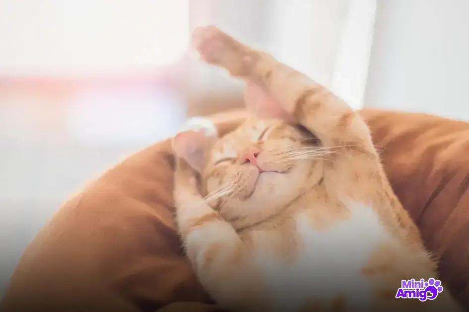 Onde posicionar o arranhador em casa? Onde posicionar o arranhador em casa?