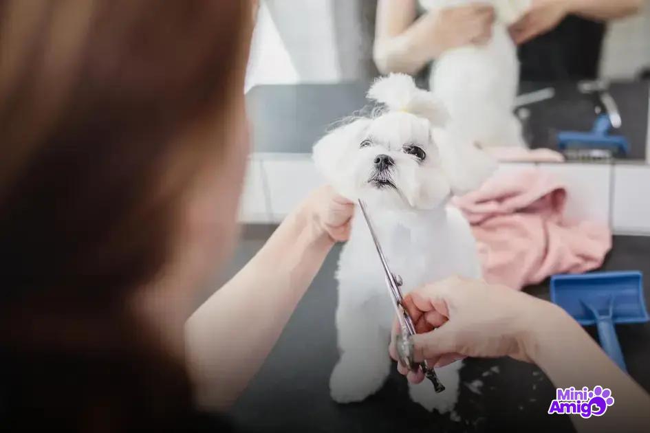 Os cães mais inteligentes: uma lista