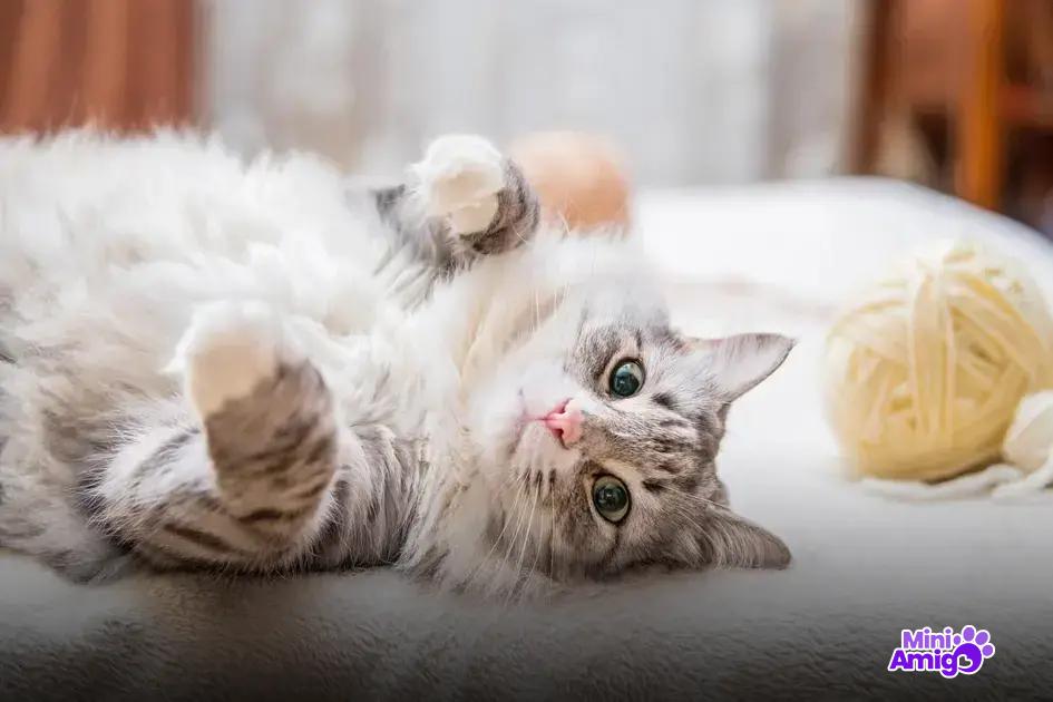 Por que vacinar seu gato é essencial?