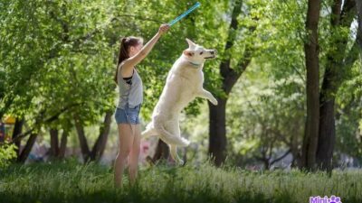 Porque o cachorro vive pouco? Descubra agora e cuide melhor!