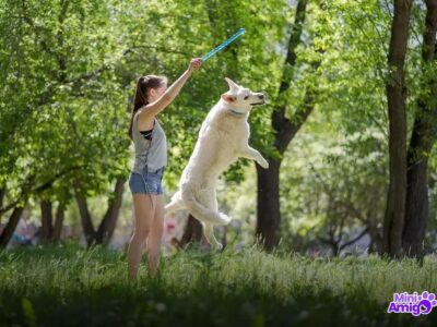 Porque o cachorro vive pouco? Descubra agora e cuide melhor!