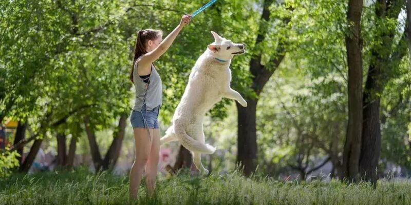 Porque o cachorro vive pouco? Descubra agora e cuide melhor!