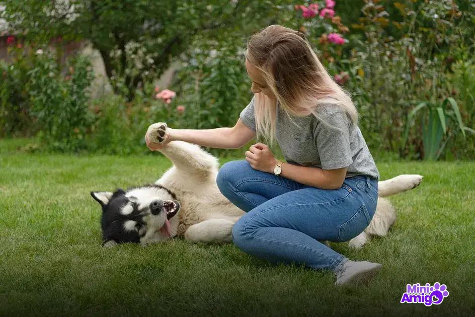 Principais raças de cachorros considerados bravos Principais raças de cachorros considerados bravos