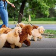 Quais raças de cachorro pequeno existem? Conheça todas!