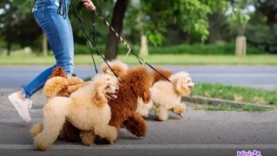 Quais raças de cachorro pequeno existem? Conheça todas!