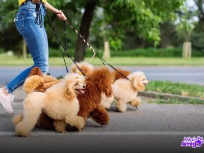 Quais raças de cachorro pequeno existem? Conheça todas!