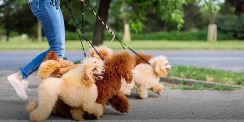 Quais raças de cachorro pequeno existem? Conheça todas!