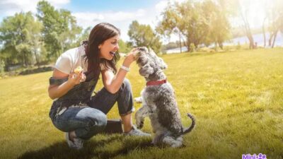 Quais são os 30 cachorros mais inteligentes do mundo? Descubra!