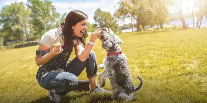 Quais são os 30 cachorros mais inteligentes do mundo? Descubra!