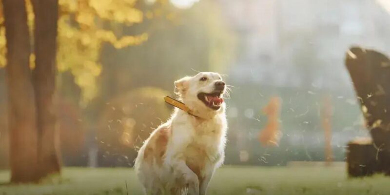 Qual a Raça de Cachorro Mais Bravo? Descubra Aqui!